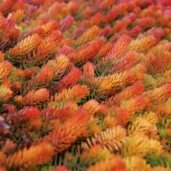 Sedum Rupestre 'Angelina' -Planticaa Sales Store x600 14704