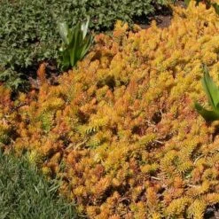 Sedum Rupestre 'Angelina' -Planticaa Sales Store x600 14706