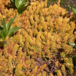 Sedum Rupestre 'Angelina' -Planticaa Sales Store x600 14707