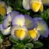 Viola 'Etain' -Planticaa Sales Store x600 14717