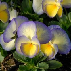 Viola 'Etain'