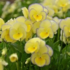 Viola 'Etain' -Planticaa Sales Store x600 14720