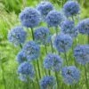 Allium Caeruleum -Planticaa Sales Store x600 14738