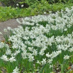 Narcissus 'Thalia' -Planticaa Sales Store x600 14753