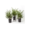 Thuja 'Green Giant' -Planticaa Sales Store x600 1478
