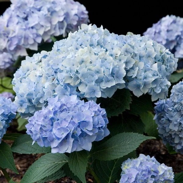 Hydrangea Macrophylla Endless Summer® 8 Hydrangea Macrophylla Endless Summer® - Image 6