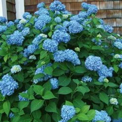 Hydrangea Macrophylla Endless Summer® 16 Hydrangea Macrophylla Endless Summer® -Planticaa Sales Store x600 14795