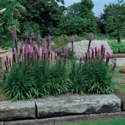 Liatris Spicata 'Kobold' -Planticaa Sales Store x600 14800