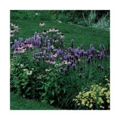 Liatris Spicata 'Kobold' -Planticaa Sales Store x600 14801