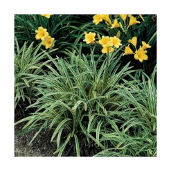 Liriope Muscari 'Variegata' 7 Liriope Muscari 'Variegata' -Planticaa Sales Store x600 14802