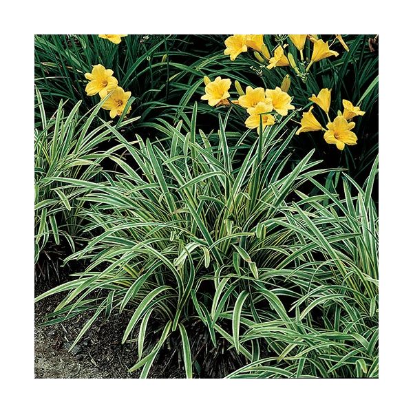 Liriope Muscari 'Variegata' 5 Liriope Muscari 'Variegata' - Image 3