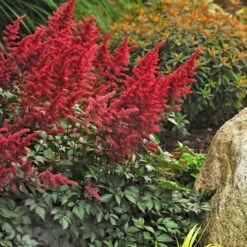 Astilbe X Arendsii 'Fanal' -Planticaa Sales Store x600 14828