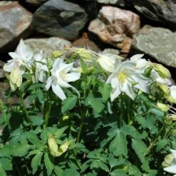 Aquilegia 'Dove' -Planticaa Sales Store x600 14832