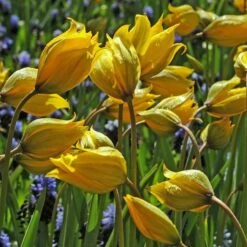Tulip Sylvestris -Planticaa Sales Store x600 14851