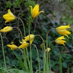 Tulip Sylvestris -Planticaa Sales Store x600 14852