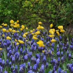 Tulip Sylvestris -Planticaa Sales Store x600 14853