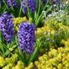 Springtime Sizzle Hyacinth, Forget-me-not & Sedum Collection -Planticaa Sales Store x600 14858