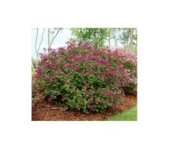 Syringa Bloomerang® Dark Purple -Planticaa Sales Store x600 1486