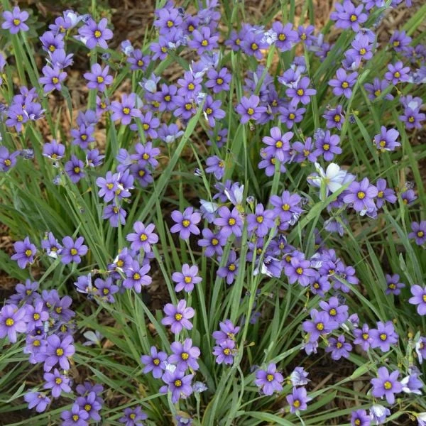 Sisyrinchium Angustifolium 'Lucerne' 4 Sisyrinchium Angustifolium 'Lucerne' - Image 2