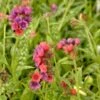 Pulmonaria 'Raspberry Splash' -Planticaa Sales Store x600 14861