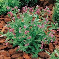 Pulmonaria 'Raspberry Splash' -Planticaa Sales Store x600 14863