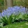 Hyacinthoides Hispanica 'Excelsior' -Planticaa Sales Store x600 14864