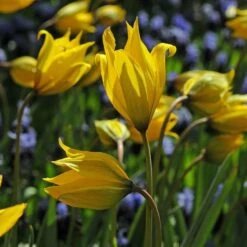 Tulip Sylvestris -Planticaa Sales Store x600 14870
