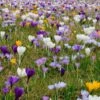 Farewell To Winter Crocus Mix