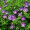 Geranium Rozanne® 2 Geranium Rozanne® -Planticaa Sales Store x600 14912
