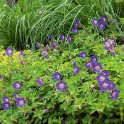 Geranium Rozanne® -Planticaa Sales Store x600 14914