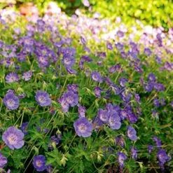 Geranium Rozanne® -Planticaa Sales Store x600 14915