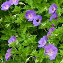 Geranium Rozanne® -Planticaa Sales Store x600 14917