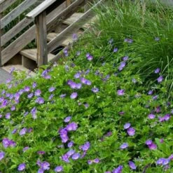 Geranium Rozanne® -Planticaa Sales Store x600 14918