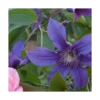 Clematis Sapphire Indigo™ -Planticaa Sales Store x600 14939
