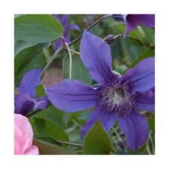 Clematis Sapphire Indigo™