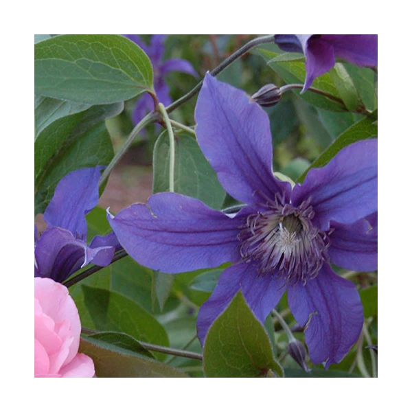 Clematis Sapphire Indigo™ 3 Clematis Sapphire Indigo™