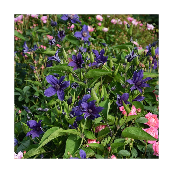 Clematis Sapphire Indigo™ 4 Clematis Sapphire Indigo™ - Image 2