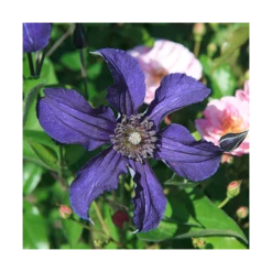 Clematis Sapphire Indigo™ 8 Clematis Sapphire Indigo™ -Planticaa Sales Store x600 14942