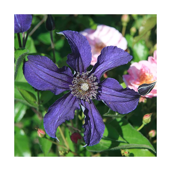Clematis Sapphire Indigo™ 5 Clematis Sapphire Indigo™ - Image 3
