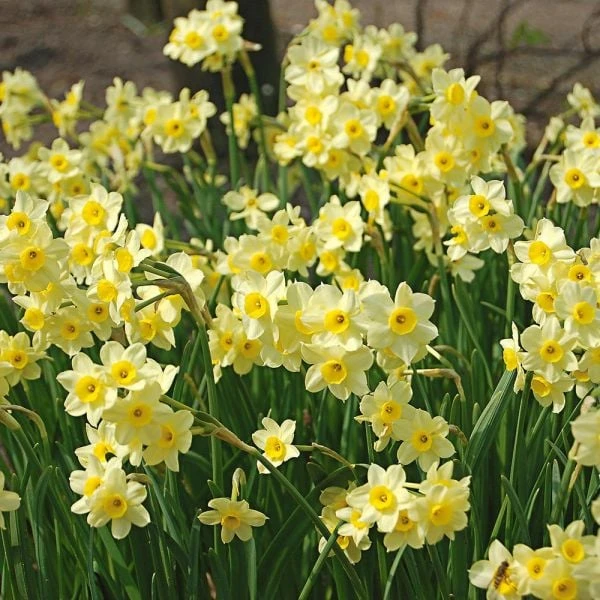Award-winning Miniature Daffodils 5 Award-winning Miniature Daffodils - Image 3