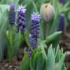 Muscari Latifolium 1 Muscari Latifolium -Planticaa Sales Store x600 15088