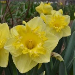 Narcissus 'Snowtip' 8 Narcissus 'Snowtip' -Planticaa Sales Store x600 15090