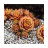 Sempervivum Chick Charms® 'Gold Nugget'