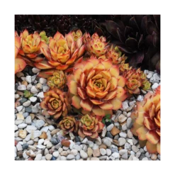 Sempervivum Chick Charms® 'Gold Nugget'