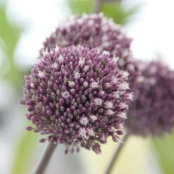 Allium 'Summer Drummer' -Planticaa Sales Store x600 15115