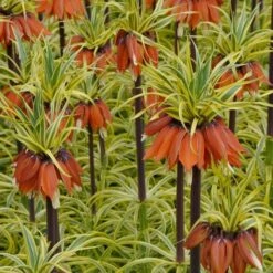 Fritillaria Imperialis 'Aureomarginata' -Planticaa Sales Store x600 15172