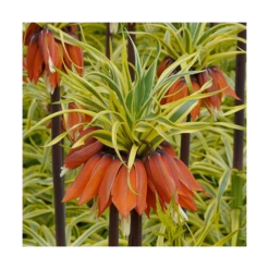 Fritillaria Imperialis 'Aureomarginata' -Planticaa Sales Store x600 15173