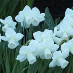 White Trumpet Solo Daffodil Mix -Planticaa Sales Store x600 15176
