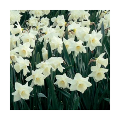 White Trumpet Solo Daffodil Mix -Planticaa Sales Store x600 15177