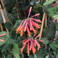 Lonicera Sempervirens 'Major Wheeler' -Planticaa Sales Store x600 15258